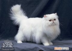 波斯猫怀孕,波斯猫,猫，波斯猫的生育