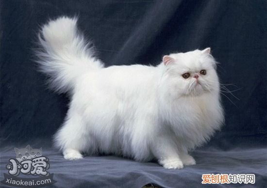 波斯猫怀孕,波斯猫,猫，波斯猫的生育