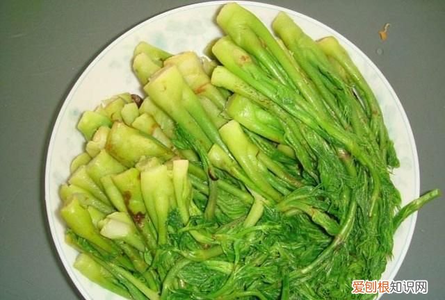 刺嫩芽适合生长的环境 刺嫩芽栽培技术视频