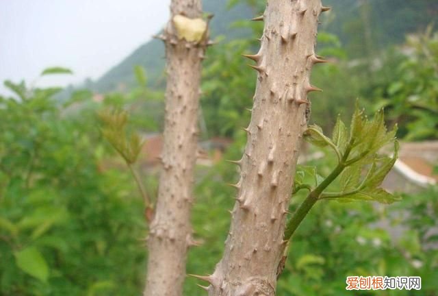 刺嫩芽适合生长的环境 刺嫩芽栽培技术视频