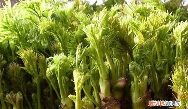 刺嫩芽适合生长的环境 刺嫩芽栽培技术视频
