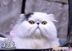 波斯猫孕期,波斯猫,猫，波斯猫生宝宝