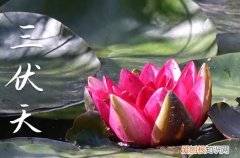 2023三伏天是哪天开始哪天结束 2023年三伏天时间一览