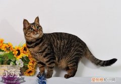 中国狸花猫,奶猫,猫，狸花 奶猫