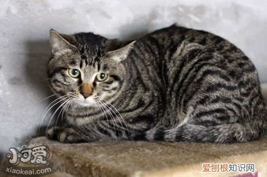 中国狸花猫,猫咪,猫，中国 狸花猫