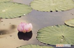2023三伏天时间 2023三伏天是指几月几号到几月几号
