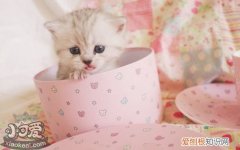 茶杯猫怀孕,茶杯猫,猫，茶杯猫能生孩子吗