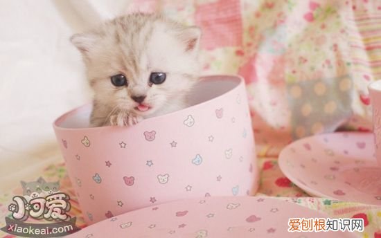 茶杯猫怀孕,茶杯猫,猫，茶杯猫能生孩子吗
