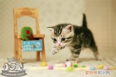 茶杯猫生产,茶杯猫,猫，茶杯猫多少一只