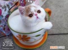 茶杯猫绝育,茶杯猫,猫，茶杯猫宠物网