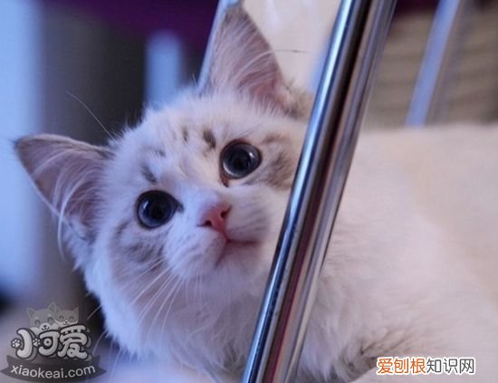 布偶猫怀孕,布偶猫,猫，布偶猫怀孕的样子