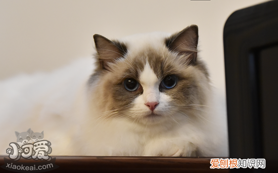 布偶猫产后,布偶猫,猫，布偶猫产后,布偶猫,猫会发情吗