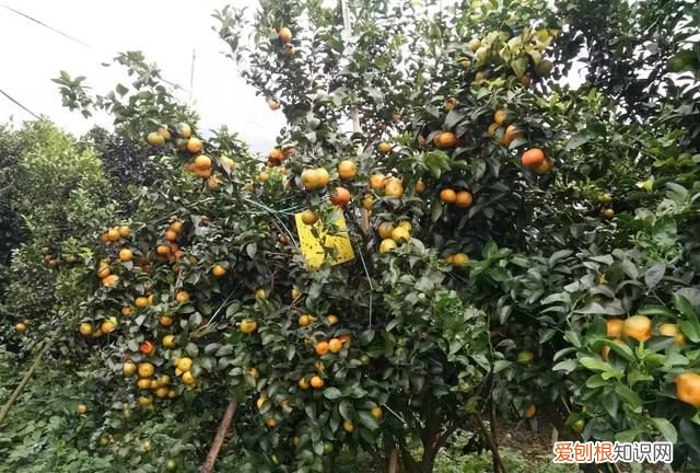 沙糖桔一般到几月份没得卖 今年沙糖桔怎么那么便宜