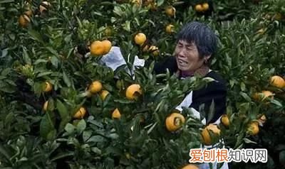 沙糖桔一般到几月份没得卖 今年沙糖桔怎么那么便宜