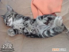 中国狸花猫流产,中国狸花猫,猫，中国 狸花猫