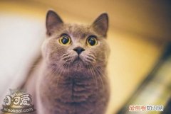 英国短毛猫接生,英国短毛猫,猫，英国短毛猫的繁殖