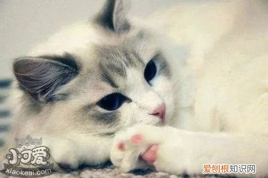 褴褛猫发情,褴褛猫,猫，褴褛猫花色
