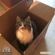 褴褛猫假孕,褴褛猫,猫，褴褛猫幼猫怎么认