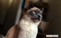 暹罗猫多久适应新主人 暹罗猫三四天适应新主人