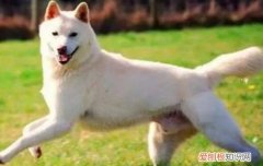 怎么训练狗狗跳起来接东西，与狗狗互动的好方式，小狗能学会哪些动作