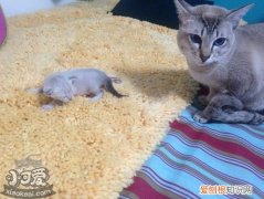猫咪产后抑郁,猫咪产后,猫，猫咪产后抑郁的症状