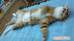 猫咪绝育多少钱,猫咪绝育,猫，猫咪绝育多少钱,猫咪绝育,猫多少钱?