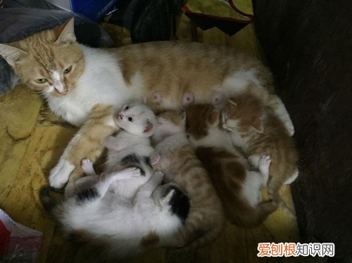 猫咪产后,猫咪怀孕,猫,猫咪怀孕后多久生产