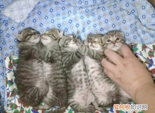 中国狸花猫配种,狸花猫,猫，狸花猫和其他的猫杂交图片