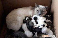 猫咪奶水少,猫咪下奶,猫，猫下了猫吃什么奶水多