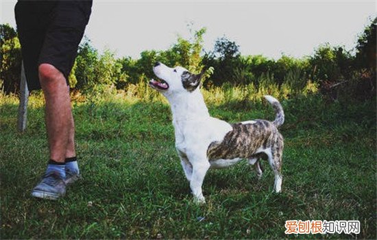 什么时候训练狗狗最好，训练狗狗的重要性你知道吗，狗狗啥时候训练好