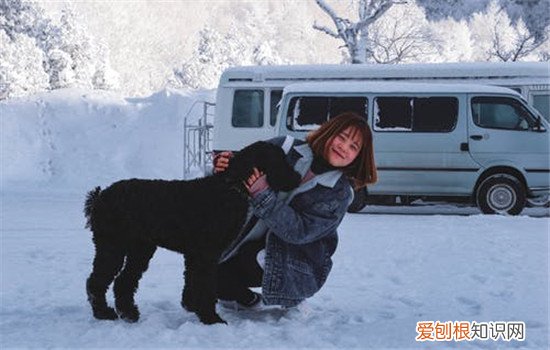 什么时候训练狗狗最好，训练狗狗的重要性你知道吗，狗狗啥时候训练好