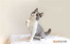 猫咪怀孕会呕吐吗 猫咪怀孕会吐
