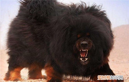 藏獒怎么训练，四个方面教你如何训练藏獒，藏獒训练教程,6个大点要注意