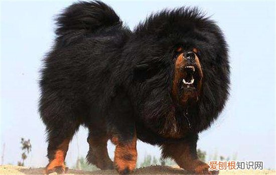 藏獒怎么训练，四个方面教你如何训练藏獒，藏獒训练教程,6个大点要注意