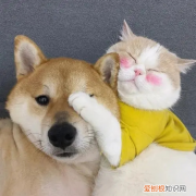狗狗眼睛有点发红 狗狗眼睛发红怎么治疗