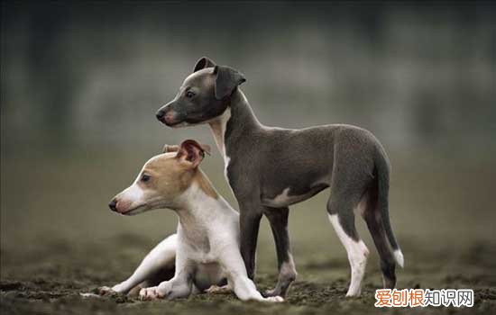 猫和狗能一起养吗,教你猫和狗敌人如何变朋友,狗和猫能成为朋友吗