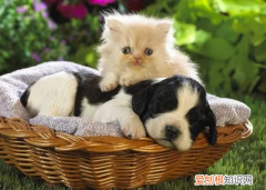 猫尾巴骨折表现有哪些 猫尾巴骨折表现