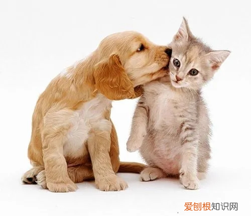 猫尾巴作用和本领 猫尾巴的作用作文