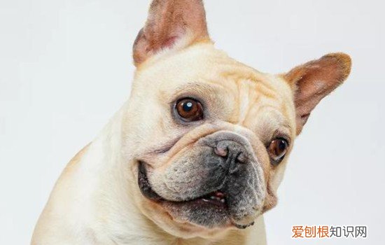 法斗尾巴天生尾巴短吗 法斗尾巴是天生的还是要断尾