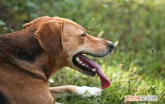 训练狗狗接飞盘的方法，如何训练狗狗接飞盘，如何训练狗接飞盘拿回来