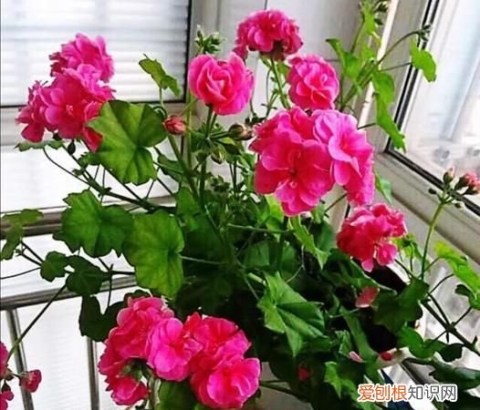 天竺葵能给叶子喷水，懒人一定要养这5种花