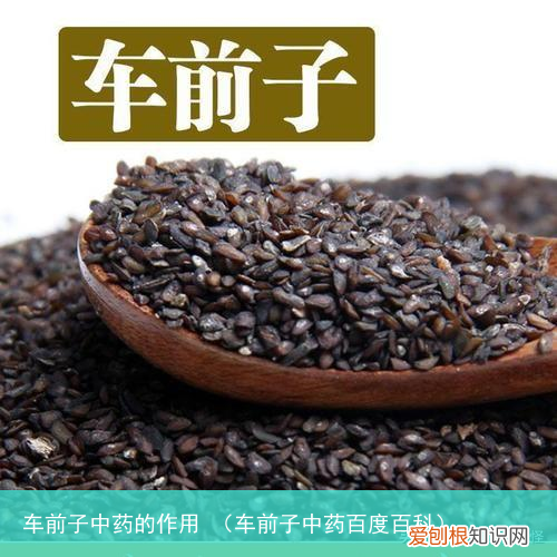 车前子中药百度百科 车前子中药的作用