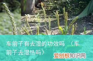 车前子去湿热吗 车前子有去湿的功效吗