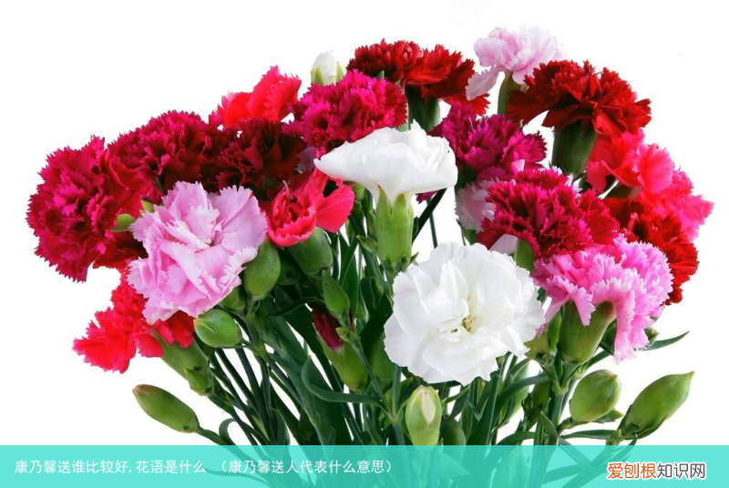 康乃馨送人代表什么意思 康乃馨送谁比较好,花语是什么