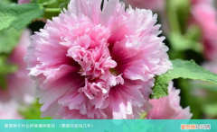 蜀葵花能活几年 蜀葵种子什么时候播种最好