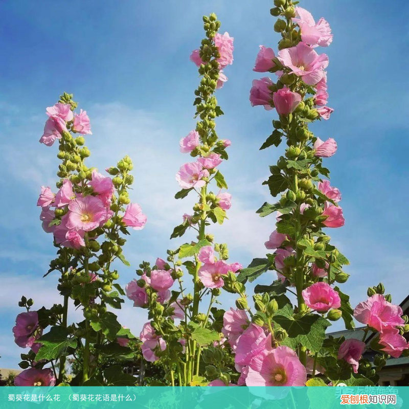 蜀葵花花语是什么 蜀葵花是什么花