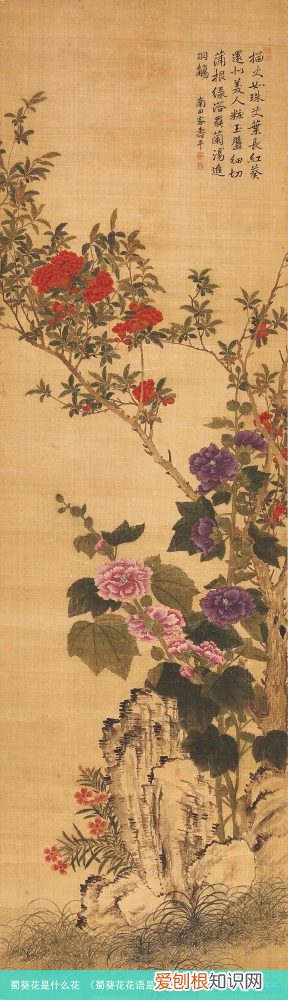 蜀葵花花语是什么 蜀葵花是什么花