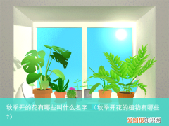 秋季开花的植物有哪些? 秋季开的花有哪些叫什么名字