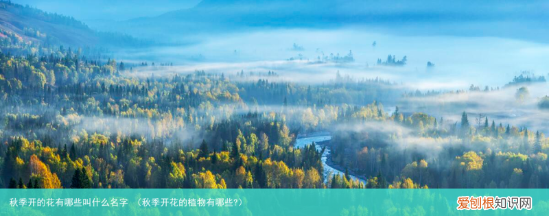秋季开花的植物有哪些? 秋季开的花有哪些叫什么名字