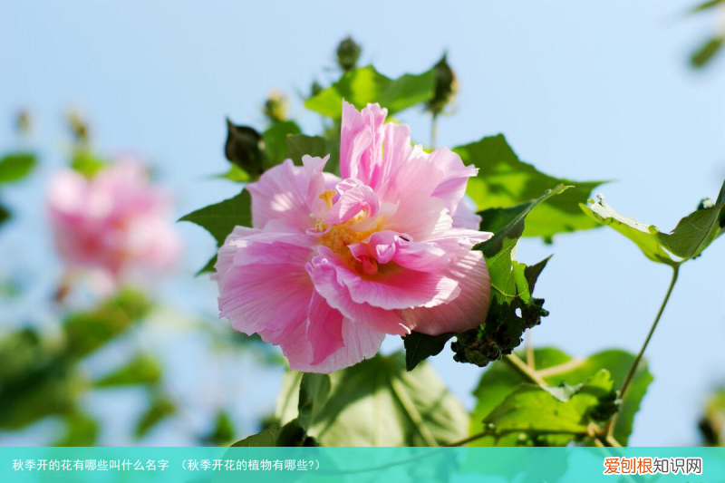 秋季开花的植物有哪些? 秋季开的花有哪些叫什么名字